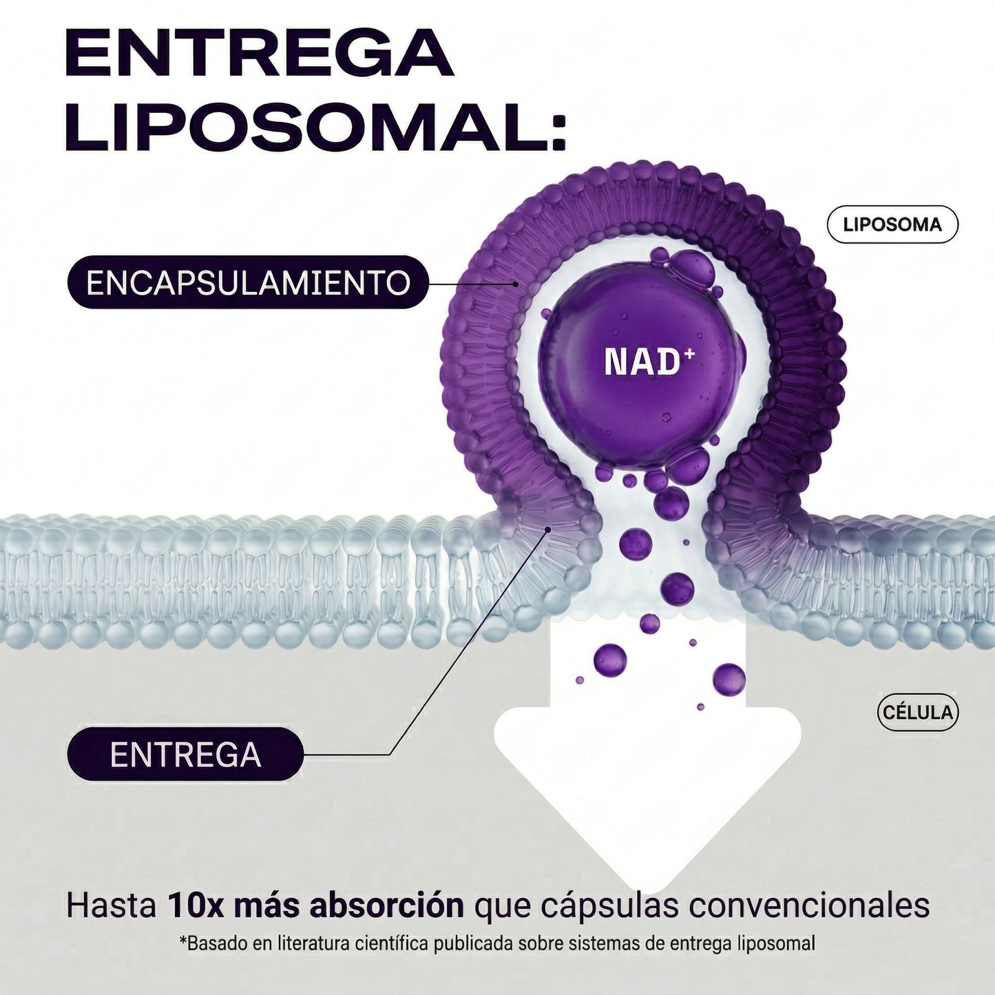 NAD+ Max Nicotinamida Ribósido + Trans-Resveratrol - Energía Celular y Envejecimiento Saludable - 60 Cápsulas
